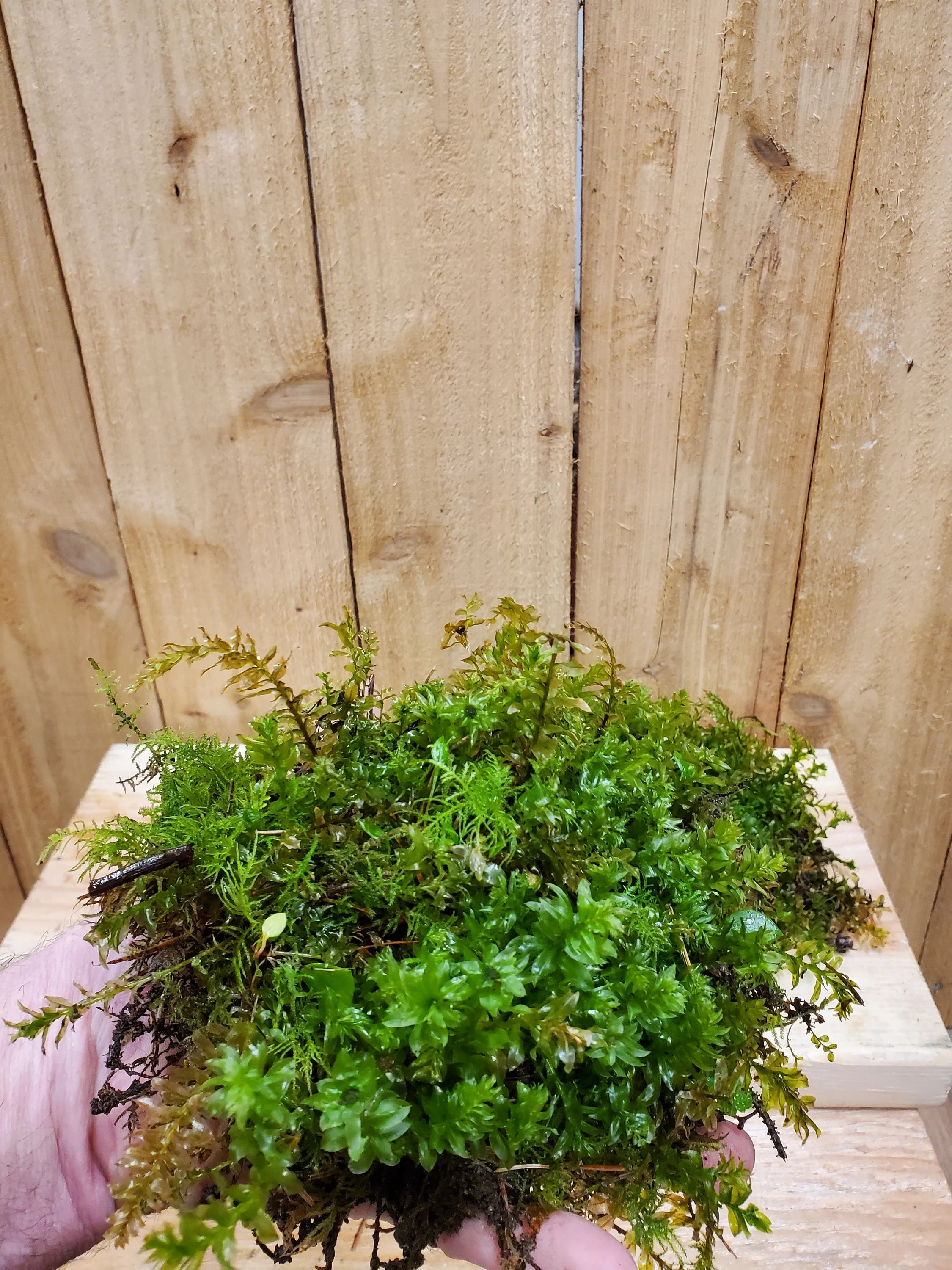 Tetraphis Pellucida Moss, Living, Fresh, Quart Bag, Great for Terrariums!